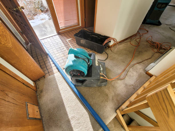 Best Mold removal after water damage  in West Vero Corridor, FL